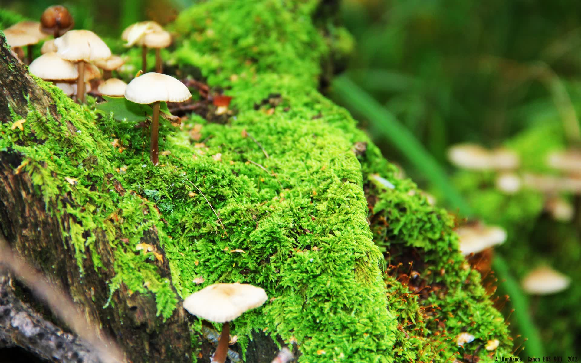 世界举重锦标赛优秀团队奖颁发，世界举重锦标赛奖牌榜